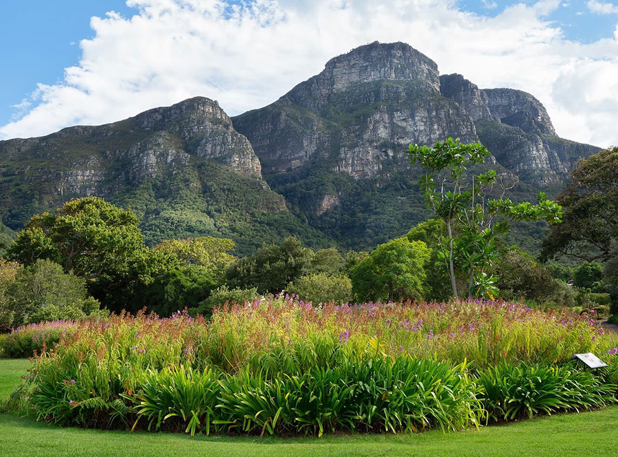 Kirstenbosch Botanical Gardens in Cape Town