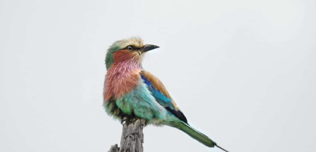 Lilac Breasted Roller in Kruger National Park