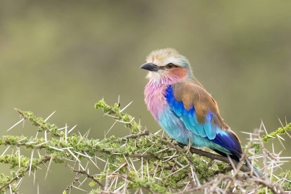 Lilac-Breasted Roller in Tanzania