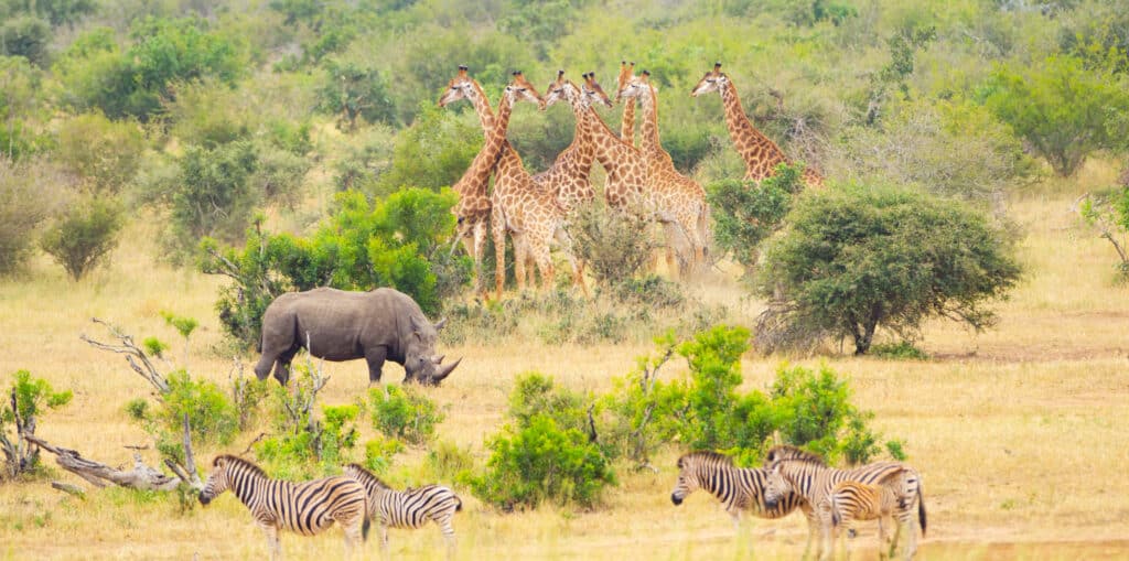 Wildlife in the Kruger National Park.