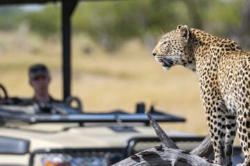 Leopard in wildlife, Okavango Delta, Botswana, Africa