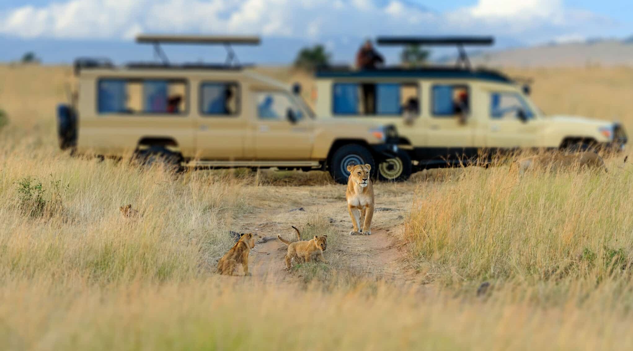 African best sale safari cat