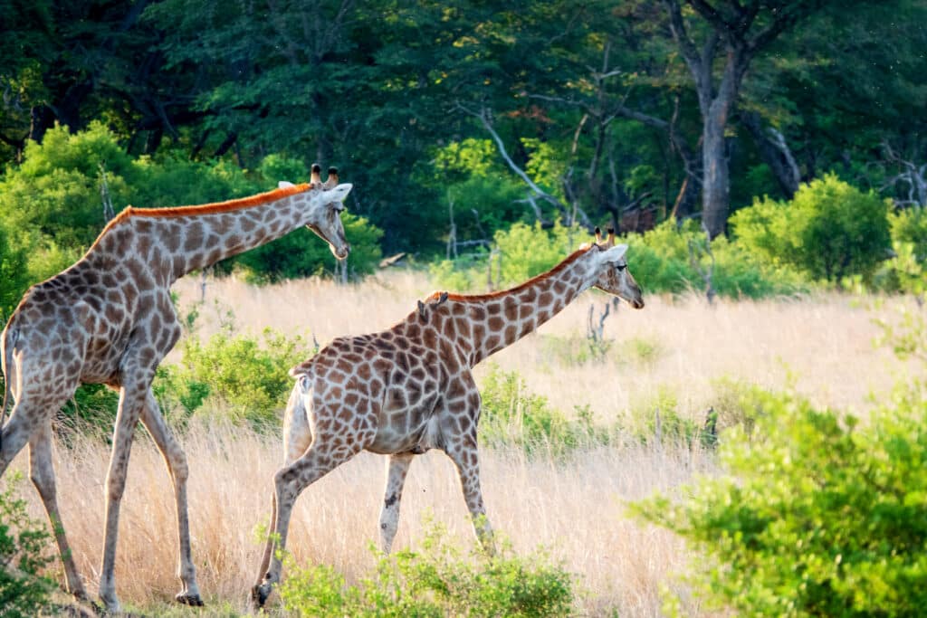 Two giraffes walking in the Hwange National Park, Zimbabwe