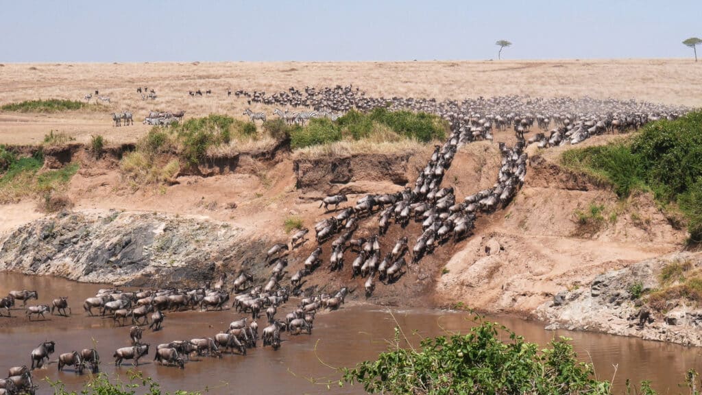 Wildebeest crossing the Mara river.