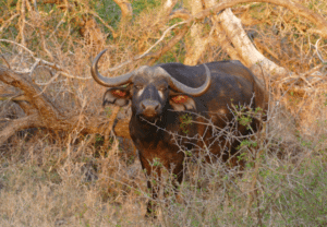 Cape Buffalo in the Kruger National Park.