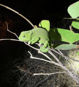 Chameleon on branch