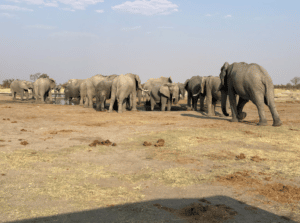 Elephants at a waterhole