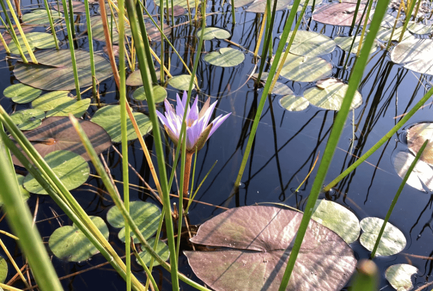 lilly pads in water