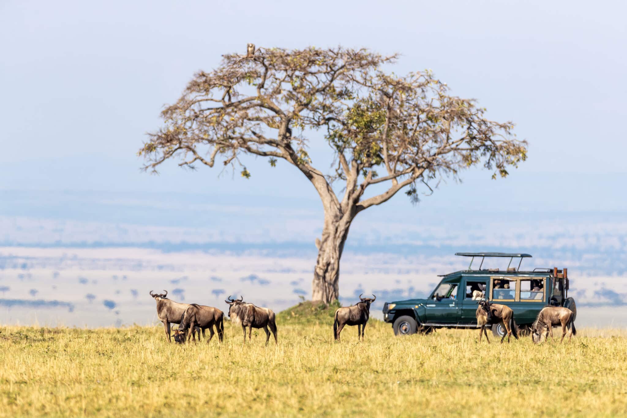 Kenya Safaris And Tours Top Rated Safari Tour Operator