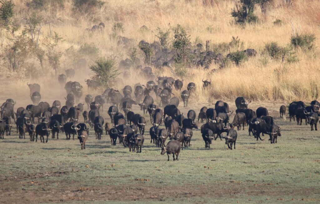 Buffalo in Hwange National Park | Photo credit: Hideaways Nantwich Lodge