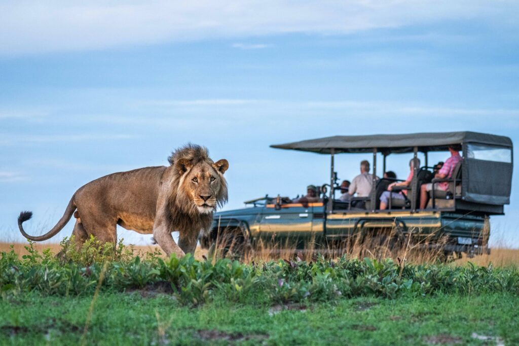 Lion sighted on a game drive in Liuwa Plain National Park