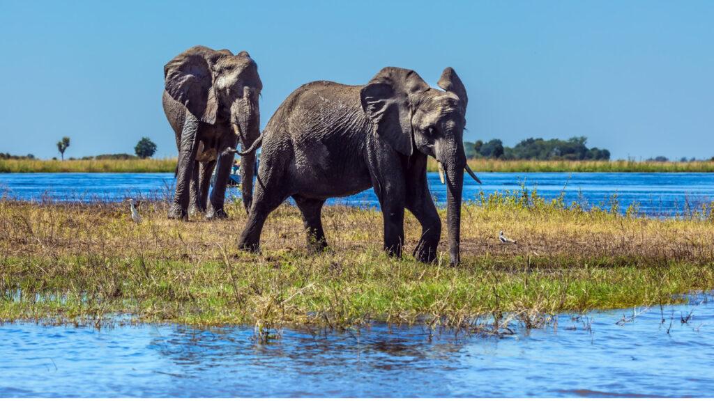 Elephants in Botswana.