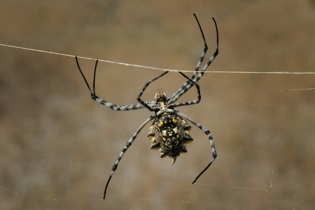 Golden orb spider in its web.