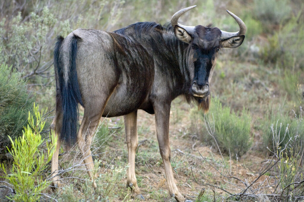 Blue wildebeest.