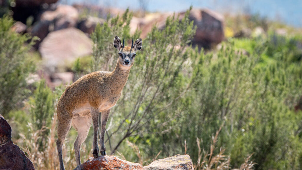 Klipspringer in Marakele National Park.