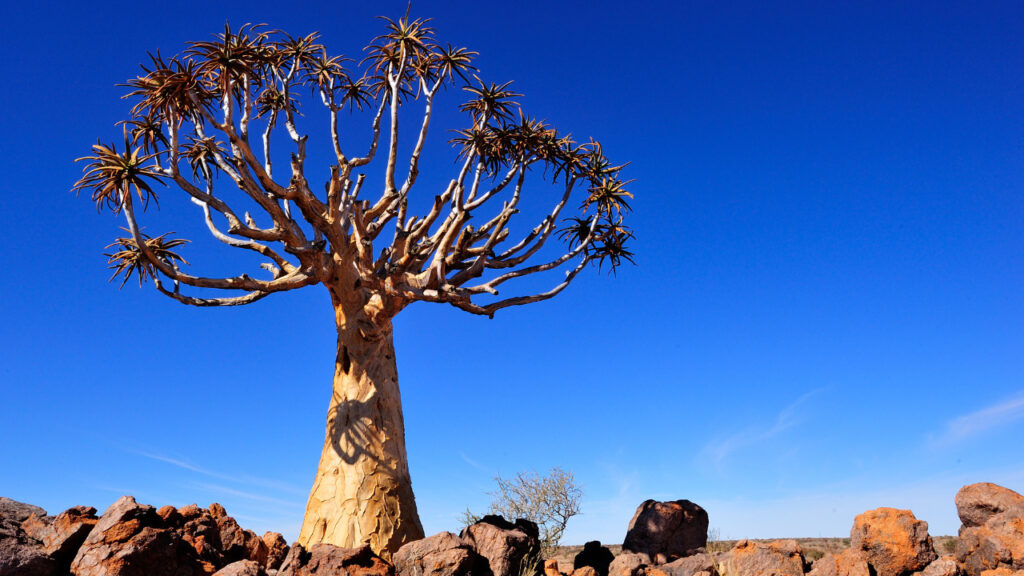 Quiver tree in Augrabies National Park.