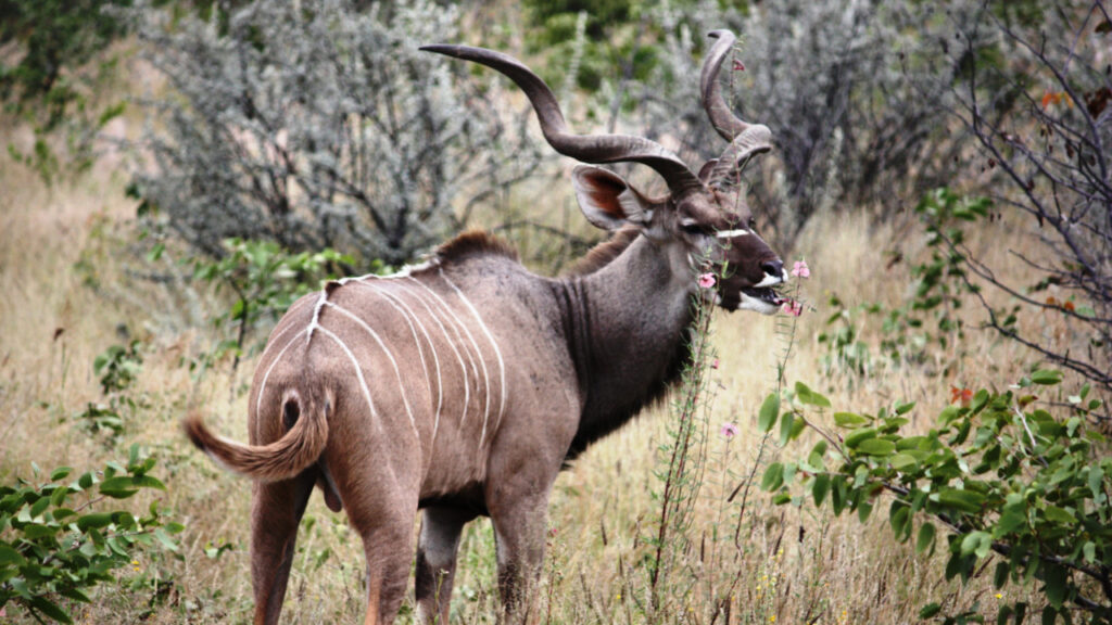 Kudu feeding in Etosha National Park, Namibia.