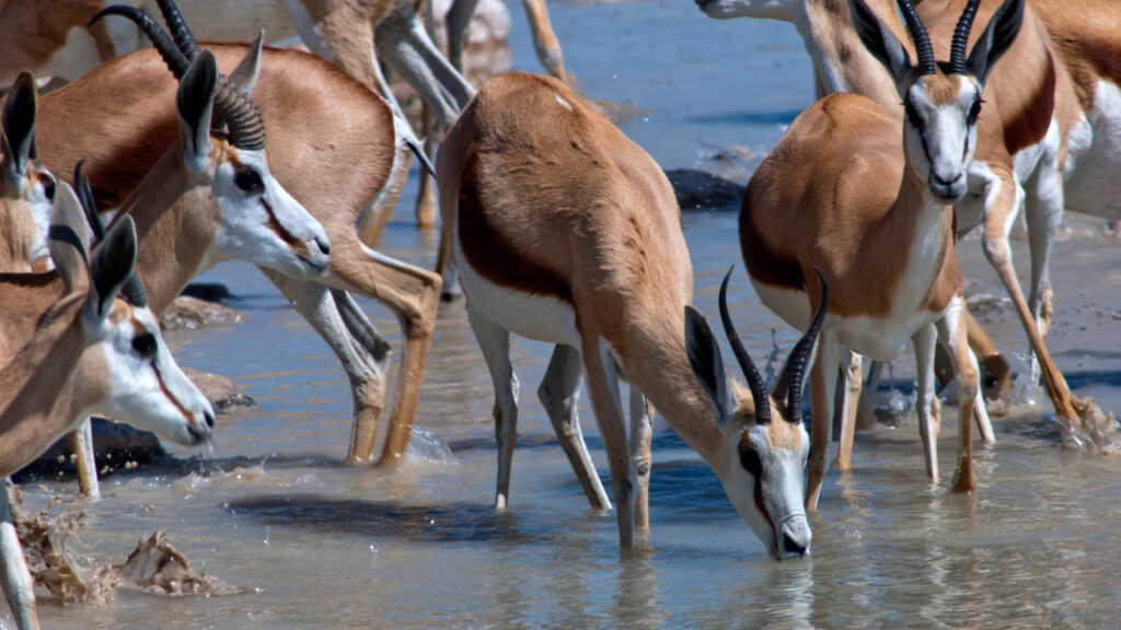 Herd of springboks drinking at a waterhole in Etosha National Park, Namibia.