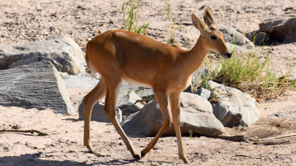 Female puku roaming.