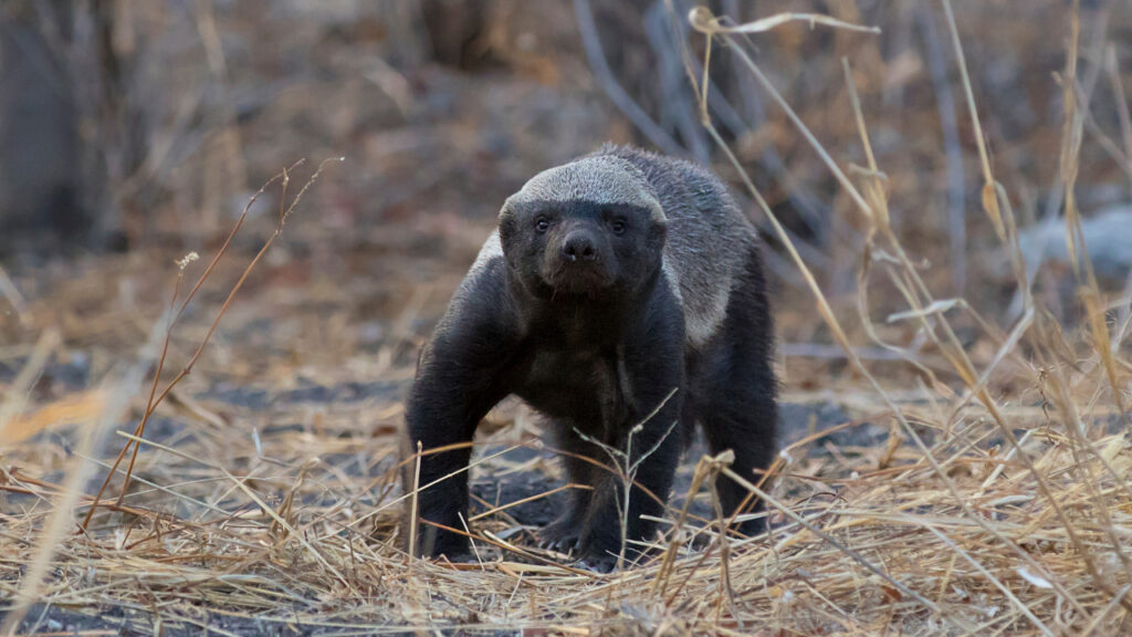 Honey badger in Etosha National Park, Namibia.