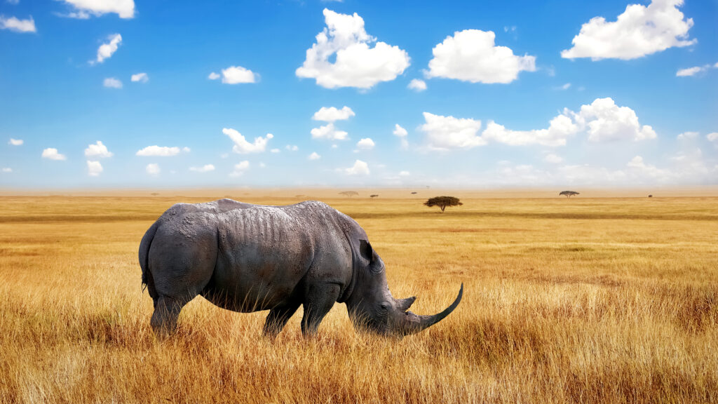 Black rhino on the plains of the Serengeti National Park, Tanzania.