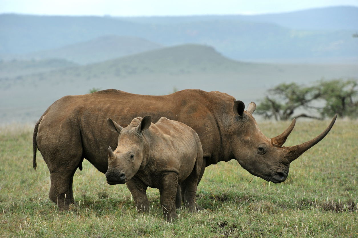 Top 5 Facts About Black Rhinos | Discover Africa Safaris