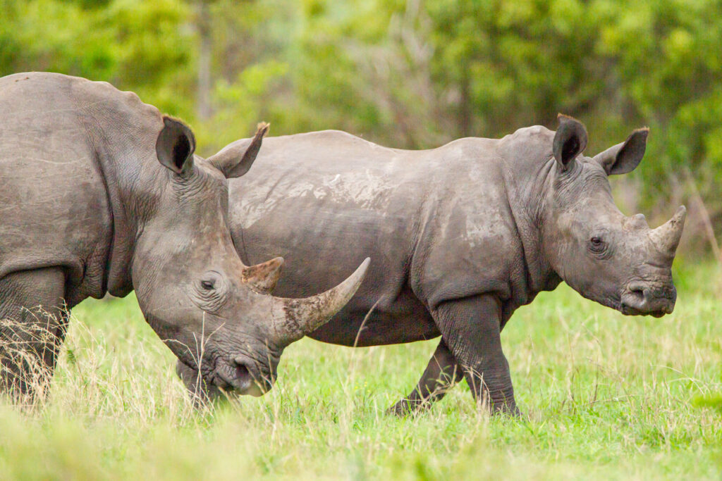 Southern White Rhino grazing on the open savannah.