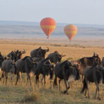 Wildebeest herd with hot air balloons in the background in Masai Mara, Kenya.