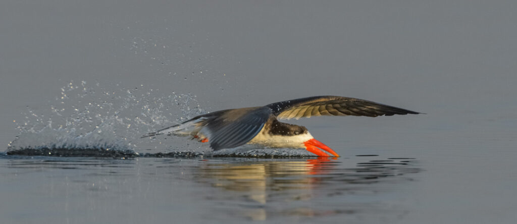 African Skimmer fishing by dragging beak with small hooks through water in Chobe River, Chobe National Park, Botswana