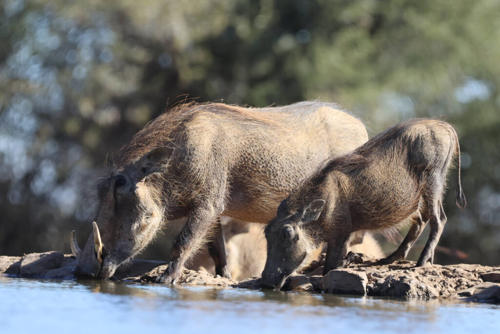 Last-Word-Madikwe-4-1024x683