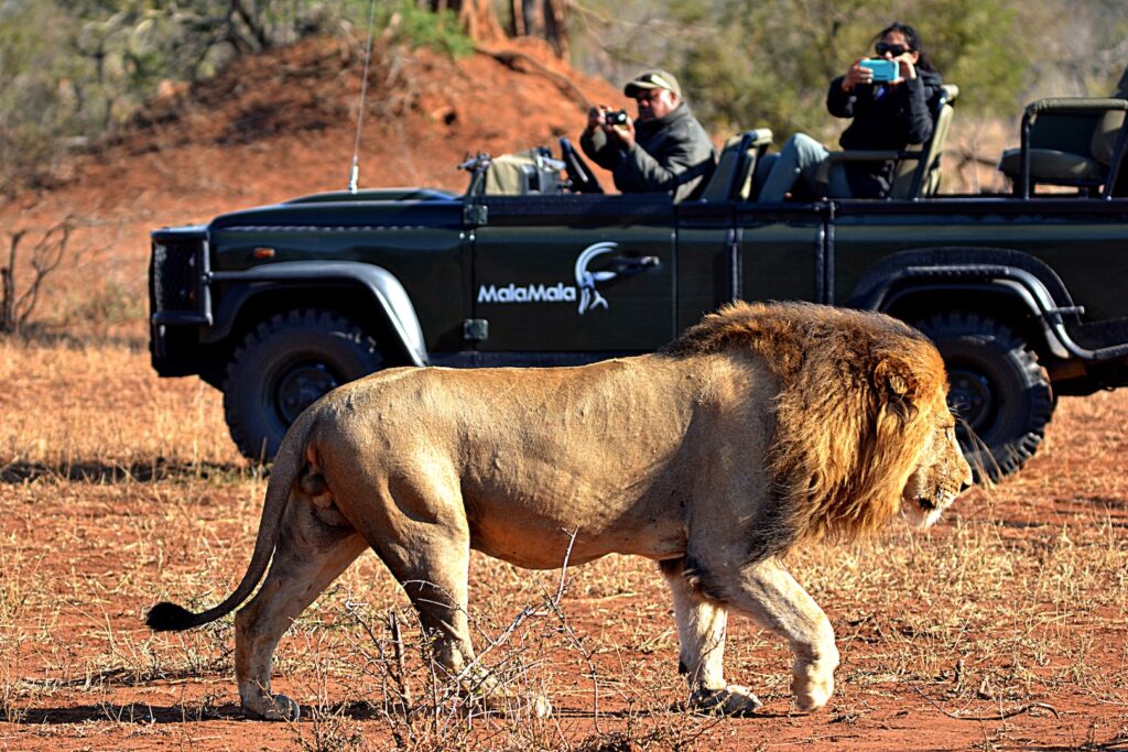 Lion walks past a safari vehicle in Mala Mala Game Reserve | Photo credit: Mala Mala Game Reserve