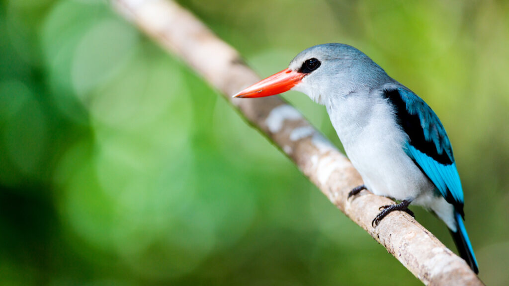 Kingfisher perched on a branch in Mozambique.