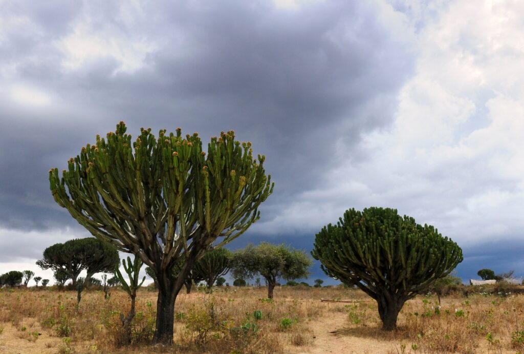 Candelabra Tree in Zimbawe