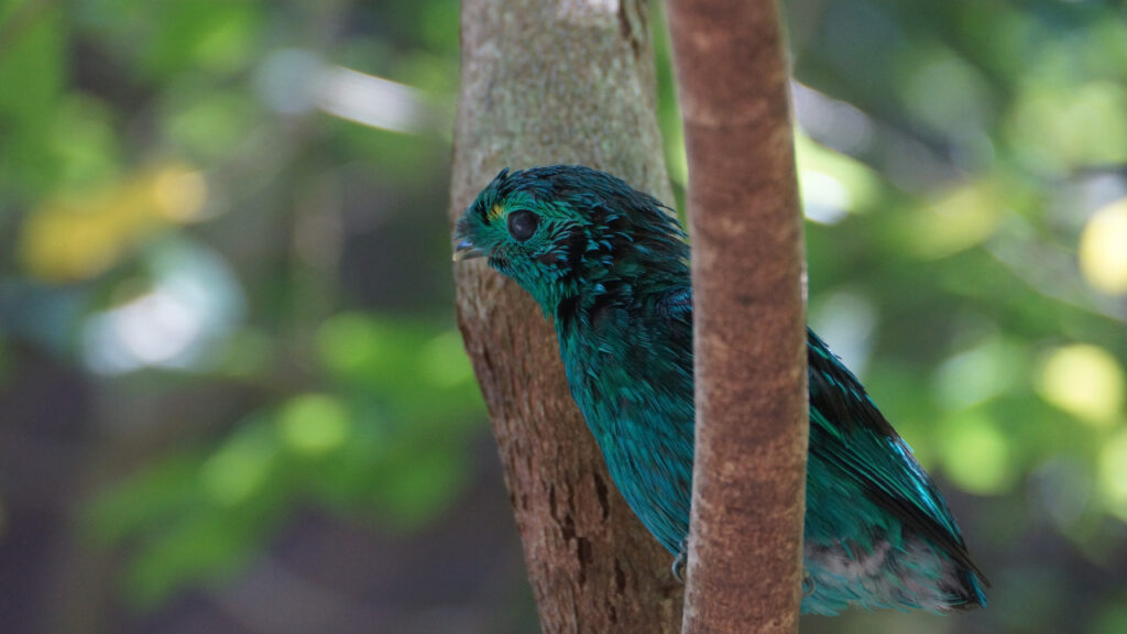 Close up of the African Green Broadbill in a tree