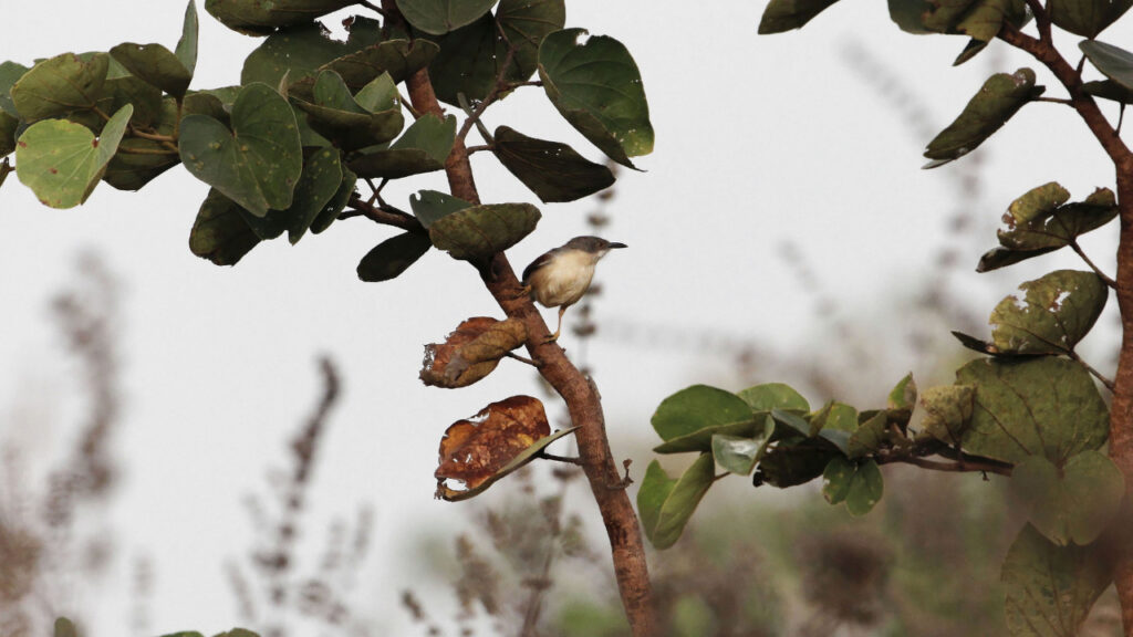 Collared Apalis perched in a tree