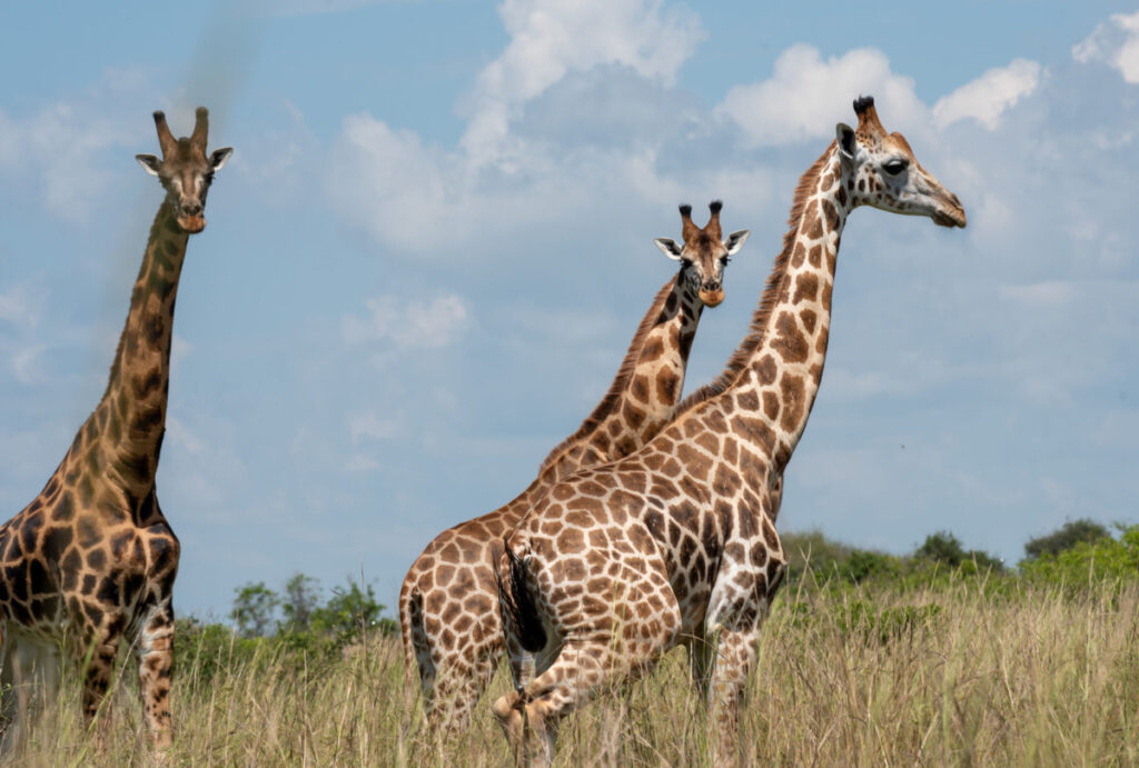 Giraffes at Murchison National Park | Photo credit: Nile Safari Lodge