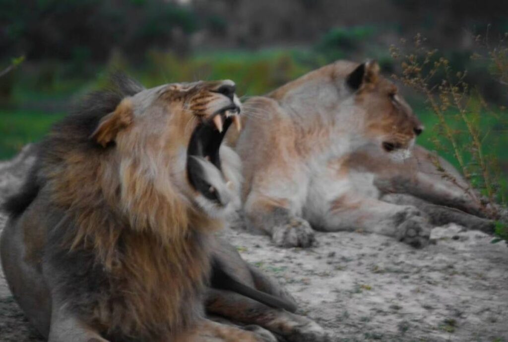 Lions in the Okavango Delta