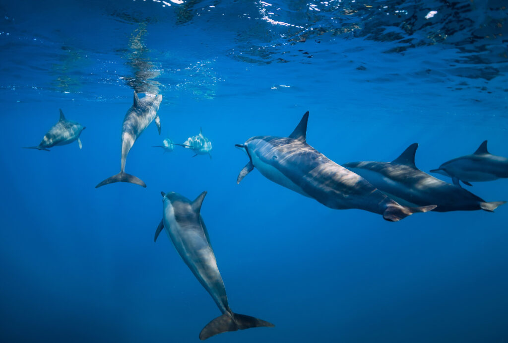 Spinner Dolphins at Mauritius Island