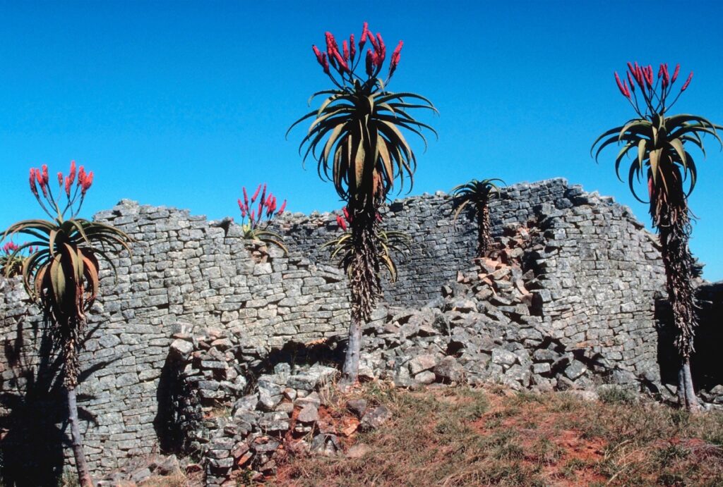 Zimbabwean Aloe