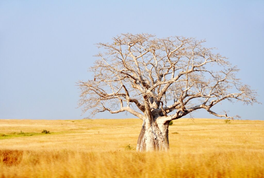 Zimbabwean Boabab