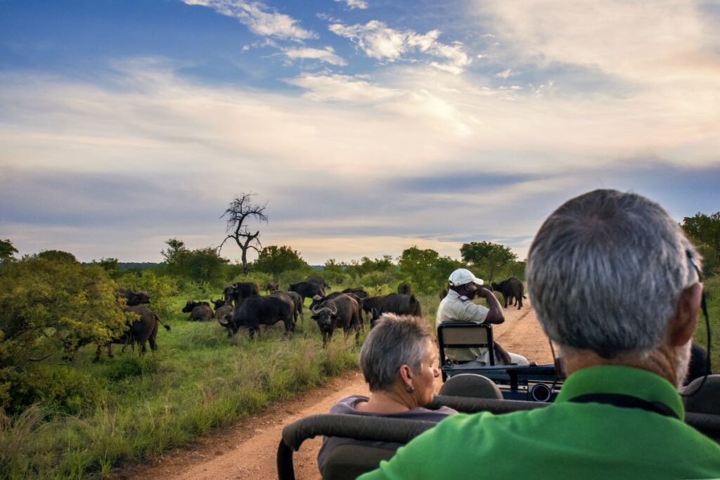 A herd of buffalo seen on a game drive in Kruger National Park.