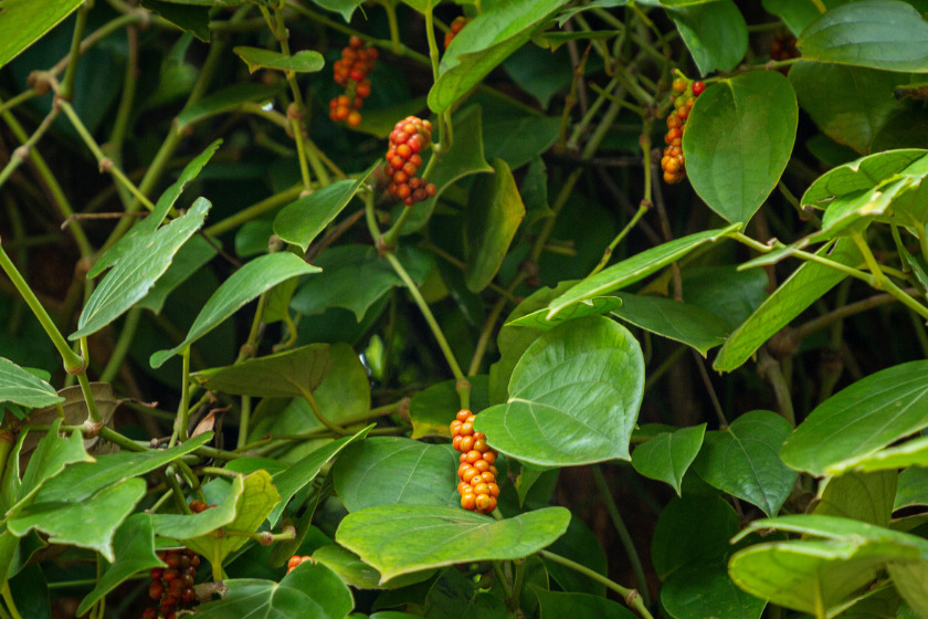 Close up of pepper vines with fresh red peppercorn in Zanzibar