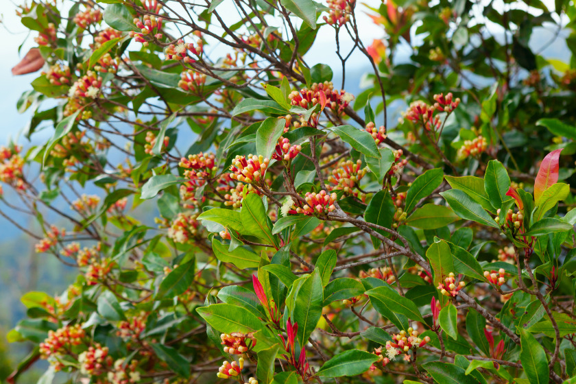 Clove Tree with blooming red flowers and fresh green leaves