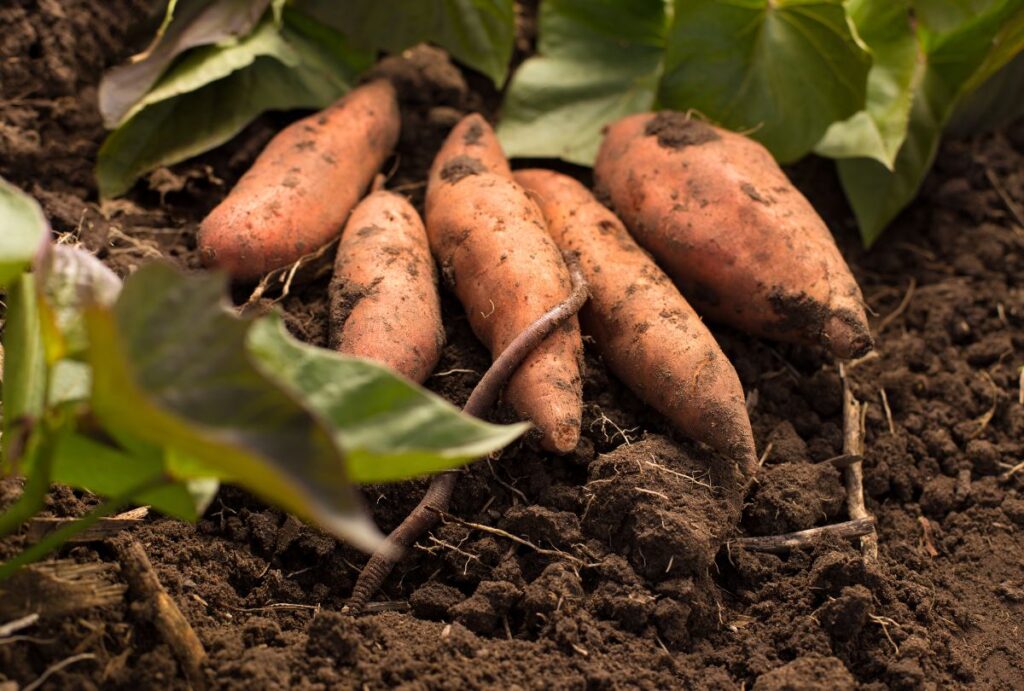 Fresh Sweet Potato