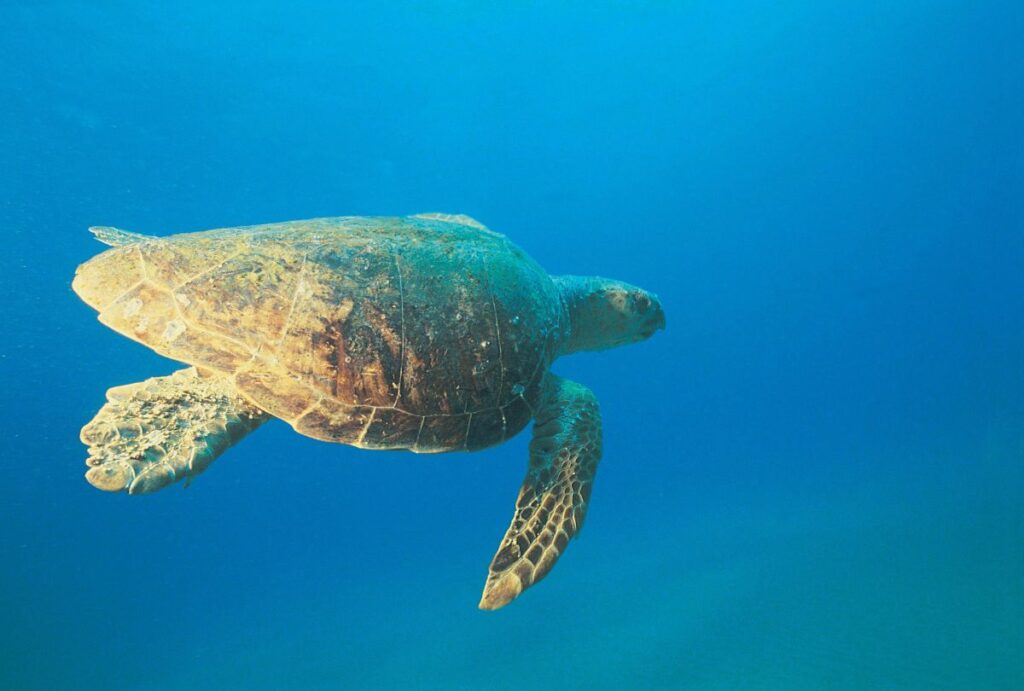 Loggerhead turtle in the sea at Rocktail Bay