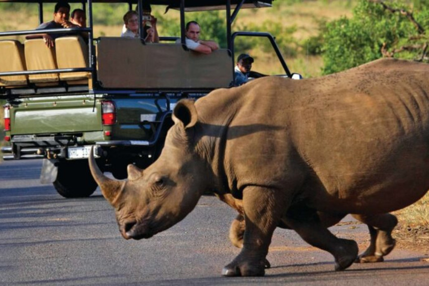 Rhino being observed by a tour group in Hluhluwe-Imfolozi Park, South Africa | Photo credit: Hluhluwe-iMfolozi Park