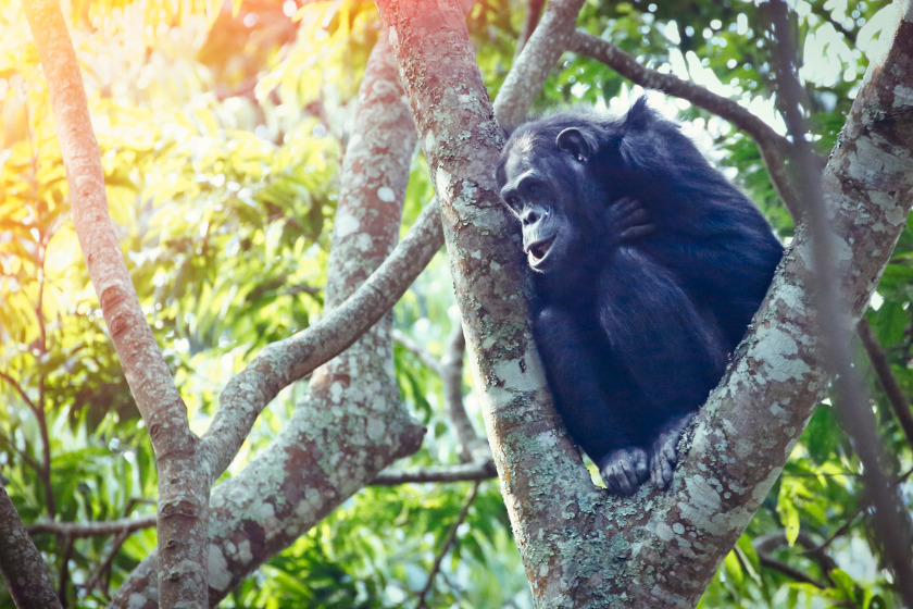 Chimpanzee in the trees in Nyungwe Forest National Park | Photo credit: Narvikk, Getty Images via Canva