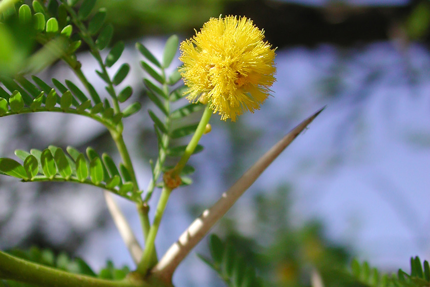 Close up of Sweet Thorn tree with its blooming yellow flowers and thorns