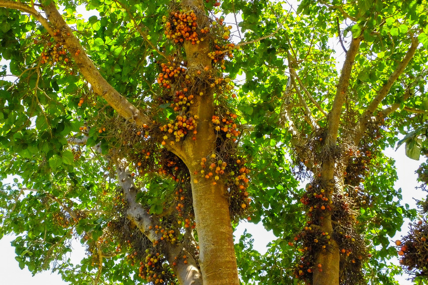 Close up of Sycamore Fig tree with many figs growing all over