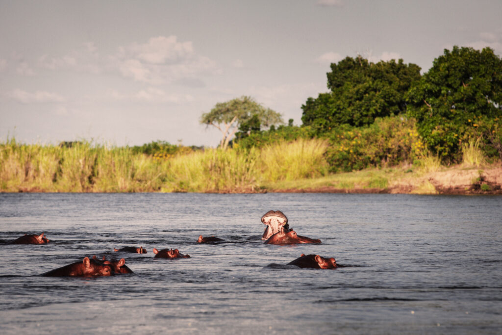 Hippos in the Lower Zambezi River, Zambia | Photo credit: GCShutter, Getty Images via Canva